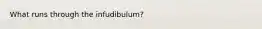 What runs through the infudibulum?