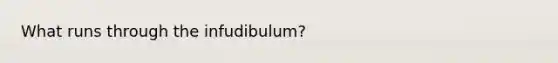 What runs through the infudibulum?