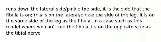 runs down the lateral side/pinkie toe side, it is the side that the fibula is on; this is on the lateral/pinkie toe side of the leg. it is on the same side of the leg as the fibula. In a case such as this model where we can't see the fibula, its on the opposite side as the tibial nerve