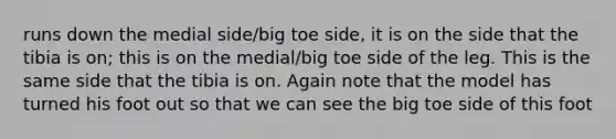 runs down the medial side/big toe side, it is on the side that the tibia is on; this is on the medial/big toe side of the leg. This is the same side that the tibia is on. Again note that the model has turned his foot out so that we can see the big toe side of this foot