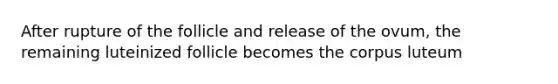 After rupture of the follicle and release of the ovum, the remaining luteinized follicle becomes the corpus luteum