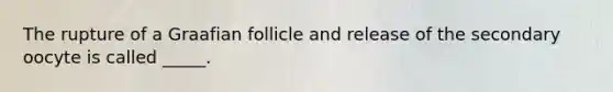 The rupture of a Graafian follicle and release of the secondary oocyte is called _____.