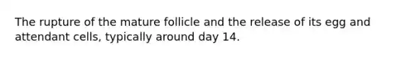 The rupture of the mature follicle and the release of its egg and attendant cells, typically around day 14.