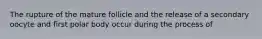 The rupture of the mature follicle and the release of a secondary oocyte and first polar body occur during the process of