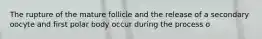 The rupture of the mature follicle and the release of a secondary oocyte and first polar body occur during the process o