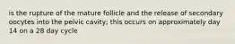 is the rupture of the mature follicle and the release of secondary oocytes into the pelvic cavity; this occurs on approximately day 14 on a 28 day cycle