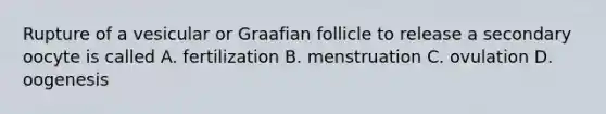 Rupture of a vesicular or Graafian follicle to release a secondary oocyte is called A. fertilization B. menstruation C. ovulation D. oogenesis