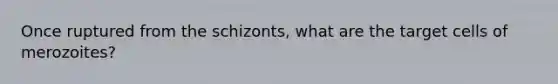 Once ruptured from the schizonts, what are the target cells of merozoites?