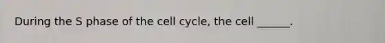 During the S phase of the cell cycle, the cell ______.