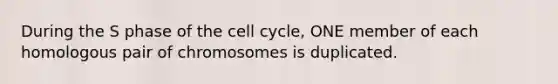 During the S phase of the cell cycle, ONE member of each homologous pair of chromosomes is duplicated.