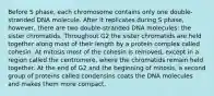 Before S phase, each chromosome contains only one double-stranded DNA molecule. After it replicates during S phase, however, there are two double-stranded DNA molecules: the sister chromatids. Throughout G2 the sister chromatids are held together along most of their length by a protein complex called cohesin. At mitosis most of the cohesin is removed, except in a region called the centromere, where the chromatids remain held together. At the end of G2 and the beginning of mitosis, a second group of proteins called condensins coats the DNA molecules and makes them more compact.