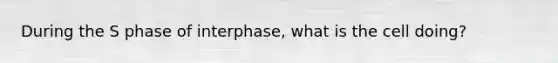 During the S phase of interphase, what is the cell doing?