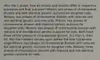 After the S phase, how do mitosis and meiosis differ in respective processes and final outcome? Mitosis; one phase of chromosomal division and with identical genetic outcome for daughter cells. Meiosis; two phases of chromosomal division with reduced and non-identical genetic outcome cells. Mitosis; two phases of chromosomal division with identical genetic outcome for daughter cells. Meiosis; two phases of chromosomal division with reduced and non-identical genetic outcome for cells. Both have three similar phases of chromosomal division, G,1 then S, then G2. But then meiosis divides again before the final cytokinesis stage Mitosis; two phases of chromosomal division with reduced but identical genetic outcome for daughter cells. Meiosis; three phases of chromosomal division with reduced and non-identical genetic outcome for cells.