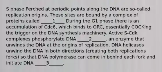 S phase Perched at periodic points along the DNA are so-called replication origins. These sites are bound by a complex of proteins called _____1____ During the G1 phase there is an accumulation of Cdc6, which binds to ORC, essentially COCKing the trigger on the DNA synthesis machinery. Active S-Cdk complexes phosphorylate DNA _____2______, an enzyme that unwinds the DNA at the origins of replication. DNA helicases unwind the DNA in both directions (creating both replications forks) so that DNA polymerase can come in behind each fork and initiate DNA _____3______.