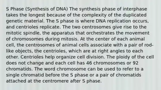 S Phase (Synthesis of DNA) The synthesis phase of interphase takes the longest because of the complexity of the duplicated genetic material. The S phase is where DNA replication occurs, and centrioles replicate. The two centrosomes give rise to the mitotic spindle, the apparatus that orchestrates the movement of chromosomes during mitosis. At the center of each animal cell, the centrosomes of animal cells associate with a pair of rod-like objects, the centrioles, which are at right angles to each other. Centrioles help organize cell division. The ploidy of the cell does not change and each cell has 46 chromosomes or 92 chromatids. The word chromosome can be used to refer to a single chromatid before the S phase or a pair of chromatids attached at the centromere after S phase.