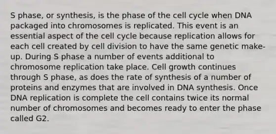 S phase, or synthesis, is the phase of the cell cycle when DNA packaged into chromosomes is replicated. This event is an essential aspect of the cell cycle because replication allows for each cell created by cell division to have the same genetic make-up. During S phase a number of events additional to chromosome replication take place. Cell growth continues through S phase, as does the rate of synthesis of a number of proteins and enzymes that are involved in DNA synthesis. Once DNA replication is complete the cell contains twice its normal number of chromosomes and becomes ready to enter the phase called G2.