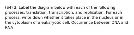 (S4) 2. Label the diagram below with each of the following processes: translation, transcription, and replication. For each process, write down whether it takes place in the nucleus or in the cytoplasm of a eukaryotic cell. Occurrence between DNA and RNA