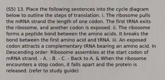 (S5) 13. Place the following sentences into the cycle diagram below to outline the steps of translation. i. The ribosome pulls the mRNA strand the length of one codon. The first tRNA exits the ribosome, and another codon is exposed. ii. The ribosome forms a peptide bond between the amino acids. It breaks the bond between the first amino acid and tRNA. iii. An exposed codon attracts a complementary tRNA bearing an amino acid. In Descending order: Ribosome assembles at the start codon of mRNA strand. - A. - B. - C. - Back to A. & When the ribosome encounters a stop codon, it falls apart and the protein is released. (refer to study guide)