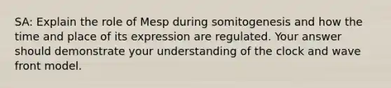 SA: Explain the role of Mesp during somitogenesis and how the time and place of its expression are regulated. Your answer should demonstrate your understanding of the clock and wave front model.