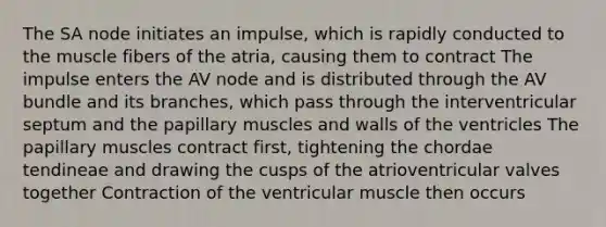 The SA node initiates an impulse, which is rapidly conducted to the muscle fibers of the atria, causing them to contract The impulse enters the AV node and is distributed through the AV bundle and its branches, which pass through the interventricular septum and the papillary muscles and walls of the ventricles The papillary muscles contract first, tightening the chordae tendineae and drawing the cusps of the atrioventricular valves together Contraction of the ventricular muscle then occurs