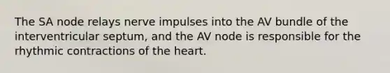 The SA node relays nerve impulses into the AV bundle of the interventricular septum, and the AV node is responsible for the rhythmic contractions of the heart.