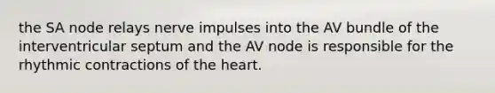 the SA node relays nerve impulses into the AV bundle of the interventricular septum and the AV node is responsible for the rhythmic contractions of <a href='https://www.questionai.com/knowledge/kya8ocqc6o-the-heart' class='anchor-knowledge'>the heart</a>.