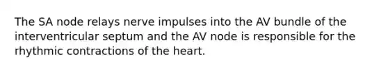 The SA node relays nerve impulses into the AV bundle of the interventricular septum and the AV node is responsible for the rhythmic contractions of the heart.