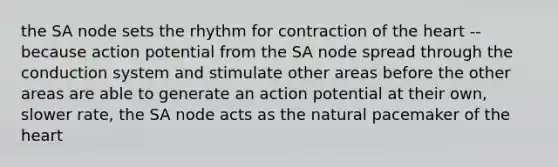 the SA node sets the rhythm for contraction of the heart --because action potential from the SA node spread through the conduction system and stimulate other areas before the other areas are able to generate an action potential at their own, slower rate, the SA node acts as the natural pacemaker of the heart