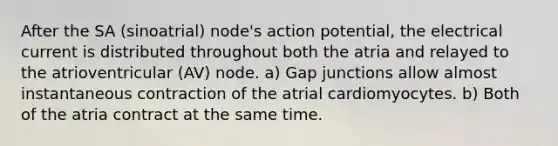After the SA (sinoatrial) node's action potential, the electrical current is distributed throughout both the atria and relayed to the atrioventricular (AV) node. a) Gap junctions allow almost instantaneous contraction of the atrial cardiomyocytes. b) Both of the atria contract at the same time.