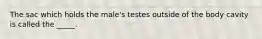 The sac which holds the male's testes outside of the body cavity is called the _____.