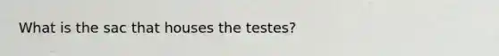 What is the sac that houses the testes?