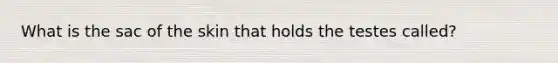 What is the sac of the skin that holds the testes called?