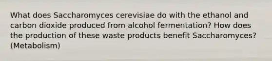 What does Saccharomyces cerevisiae do with the ethanol and carbon dioxide produced from alcohol fermentation? How does the production of these waste products benefit Saccharomyces? (Metabolism)