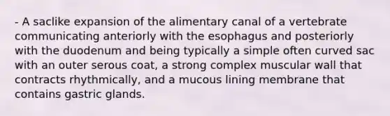 - A saclike expansion of the alimentary canal of a vertebrate communicating anteriorly with <a href='https://www.questionai.com/knowledge/kSjVhaa9qF-the-esophagus' class='anchor-knowledge'>the esophagus</a> and posteriorly with the duodenum and being typically a simple often curved sac with an outer serous coat, a strong complex muscular wall that contracts rhythmically, and a mucous lining membrane that contains gastric glands.