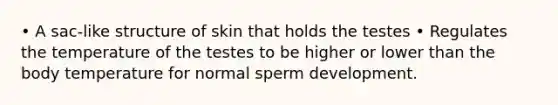 • A sac-like structure of skin that holds the testes • Regulates the temperature of the testes to be higher or lower than the body temperature for normal sperm development.