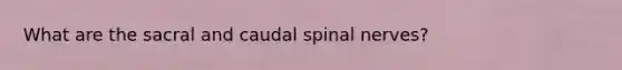 What are the sacral and caudal spinal nerves?