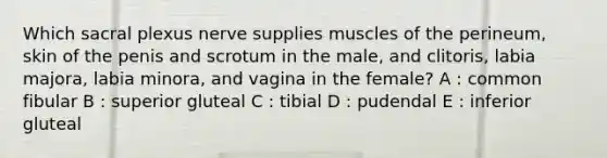 Which sacral plexus nerve supplies muscles of the perineum, skin of the penis and scrotum in the male, and clitoris, labia majora, labia minora, and vagina in the female? A : common fibular B : superior gluteal C : tibial D : pudendal E : inferior gluteal