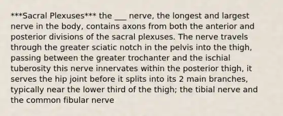 ***Sacral Plexuses*** the ___ nerve, the longest and largest nerve in the body, contains axons from both the anterior and posterior divisions of the sacral plexuses. The nerve travels through the greater sciatic notch in the pelvis into the thigh, passing between the greater trochanter and the ischial tuberosity this nerve innervates within the posterior thigh, it serves the hip joint before it splits into its 2 main branches, typically near the lower third of the thigh; the tibial nerve and the common fibular nerve