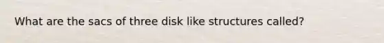 What are the sacs of three disk like structures called?