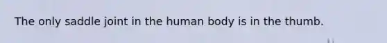 The only saddle joint in the human body is in the thumb.