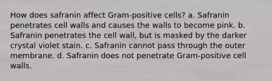 How does safranin affect Gram-positive cells? a. Safranin penetrates cell walls and causes the walls to become pink. b. Safranin penetrates the cell wall, but is masked by the darker crystal violet stain. c. Safranin cannot pass through the outer membrane. d. Safranin does not penetrate Gram-positive cell walls.