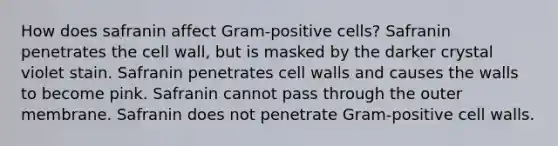 How does safranin affect Gram-positive cells? Safranin penetrates the cell wall, but is masked by the darker crystal violet stain. Safranin penetrates cell walls and causes the walls to become pink. Safranin cannot pass through the outer membrane. Safranin does not penetrate Gram-positive cell walls.