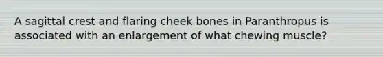 A sagittal crest and flaring cheek bones in Paranthropus is associated with an enlargement of what chewing muscle?