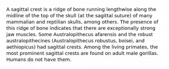 A sagittal crest is a ridge of bone running lengthwise along the midline of the top of the skull (at the sagittal suture) of many mammalian and reptilian skulls, among others. The presence of this ridge of bone indicates that there are exceptionally strong jaw muscles. Some Australopithecus afarensis and the robust australopithecines (Australopithecus robustus, boisei, and aethiopicus) had sagittal crests. Among the living primates, the most prominent sagittal crests are found on adult male gorillas. Humans do not have them.