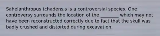 Sahelanthropus tchadensis is a controversial species. One controversy surrounds the location of the ________ which may not have been reconstructed correctly due to fact that the skull was badly crushed and distorted during excavation.