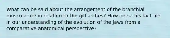 What can be said about the arrangement of the branchial musculature in relation to the gill arches? How does this fact aid in our understanding of the evolution of the jaws from a comparative anatomical perspective?