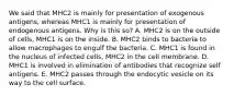 We said that MHC2 is mainly for presentation of exogenous antigens, whereas MHC1 is mainly for presentation of endogenous antigens. Why is this so? A. MHC2 is on the outside of cells, MHC1 is on the inside. B. MHC2 binds to bacteria to allow macrophages to engulf the bacteria. C. MHC1 is found in the nucleus of infected cells, MHC2 in the cell membrane. D. MHC1 is involved in elimination of antibodies that recognize self antigens. E. MHC2 passes through the endocytic vesicle on its way to the cell surface.