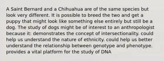 A Saint Bernard and a Chihuahua are of the same species but look very different. It is possible to breed the two and get a puppy that might look like something else entirely but still be a dog. The study of dogs might be of interest to an anthropologist because it: demonstrates the concept of intersectionality. could help us understand the nature of ethnicity. could help us better understand the relationship between genotype and phenotype. provides a vital platform for the study of DNA