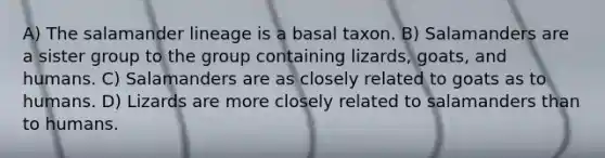 A) The salamander lineage is a basal taxon. B) Salamanders are a sister group to the group containing lizards, goats, and humans. C) Salamanders are as closely related to goats as to humans. D) Lizards are more closely related to salamanders than to humans.