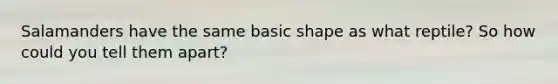 Salamanders have the same basic shape as what reptile? So how could you tell them apart?